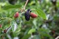 Ripe and green mulberry berries growing on branch with green leaves. Agricultural plant with fruits in garden outdoors Royalty Free Stock Photo