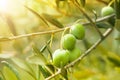 Ripe green olives
