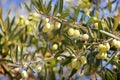 Ripe green olives, grades syrian Royalty Free Stock Photo