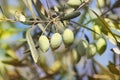 Ripe green olives, grades syrian Royalty Free Stock Photo