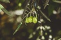 Ripe green olives on the tree Royalty Free Stock Photo