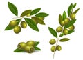 Ripe green olives