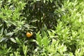Ripe green and Orange Tangerine oranges on the branch with leaves. Grow tangerines Royalty Free Stock Photo