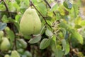 Ripe green pear on a tree Royalty Free Stock Photo