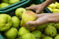 Ripe green pears in a box in the store. A woman chooses a fruit. Healthy food and vitamins. Close-up Royalty Free Stock Photo