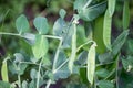 Ripe green peas on a vegetable plantation in the garden in the open air