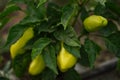 Ripe green peppers on hte bush in a summer garden