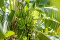 Green plantain or cooking banana. Bali Island, Indonesia.