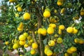 Ripe and green pomelo fruit tree in the garden. Royalty Free Stock Photo