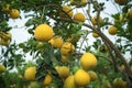 Ripe and green pomelo fruit tree in the garden. Royalty Free Stock Photo