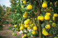 Ripe and green pomelo fruit tree in the garden. Royalty Free Stock Photo