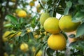 Ripe and green pomelo fruit tree in the garden. Royalty Free Stock Photo