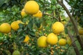 Ripe and green pomelo fruit tree in the garden. Royalty Free Stock Photo