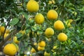 Ripe and green pomelo fruit tree in the garden. Royalty Free Stock Photo