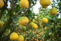 Ripe and green pomelo fruit tree in the garden. Royalty Free Stock Photo