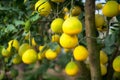 Ripe and green pomelo fruit tree in the garden. Royalty Free Stock Photo