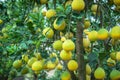 Ripe and green pomelo fruit tree in the garden. Royalty Free Stock Photo