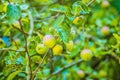 Ripe green and red apples, Orchard. Ripe dike apples. Young apple tree. Ripe fruit harvest. Green apples and red on a branch Royalty Free Stock Photo