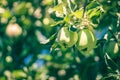 Ripe green and red apples, Orchard. Ripe dike apples. Young apple tree. Ripe fruit harvest. Green apples and red on a branch Royalty Free Stock Photo