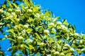 Ripe green and red apples, Orchard. Ripe dike apples. Young apple tree. Ripe fruit harvest. Green apples and red on a branch Royalty Free Stock Photo