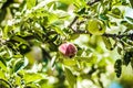 Ripe green and red apples, Orchard. Ripe dike apples. Young apple tree. Ripe fruit harvest. Green apples and red on a branch Royalty Free Stock Photo