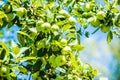 Ripe green and red apples, Orchard. Ripe dike apples. Young apple tree. Ripe fruit harvest. Green apples and red on a branch Royalty Free Stock Photo