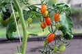 Ripe and green small oval tomatoes growing on vine in greenhouse Royalty Free Stock Photo