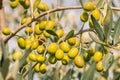 Ripe green Spanish olives growing on olive tree with blurred background Royalty Free Stock Photo