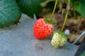 Ripe and green strawberries