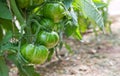 Ripe green tomatoes hanging in the garden.