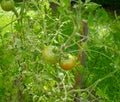 Tomatoes on their stalk