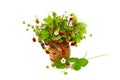 Ripe and green wild strawberry berries with leaf and flowers in wooden vase on a white background Royalty Free Stock Photo