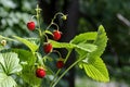 Ripe and green wild strawberry fruit in the springtime view background