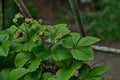 Ripe and green wild strawberry fruit in the springtime view background Royalty Free Stock Photo