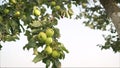 Ripe green yellow apples on the branch growing. Green apples grow on a tree