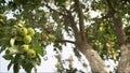 Ripe green yellow apples on the branch growing. Green apples grow on a tree Royalty Free Stock Photo