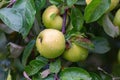 Ripe green yellow apples on the branch growing Royalty Free Stock Photo