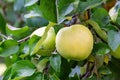 Ripe green yellow apples on the branch growing Royalty Free Stock Photo