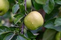 Ripe green yellow apples on the branch growing Royalty Free Stock Photo