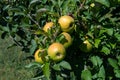 yellow-creen apples on a branch Royalty Free Stock Photo