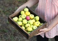 ripe green yellow apples in wooden box hold in man hands on blur natural background. Harvest in garden in village on farm. Royalty Free Stock Photo