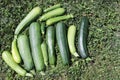 Ripe green zucchini on the grass Royalty Free Stock Photo