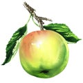 Ripe gren apple with red blush on a branch with green leaves, juicy, fresh, organic vitamin fruit, close-up, isolated