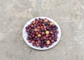 Ripe grewia asiatic falsa fruit harvested and ready to eat or use to make a squash or sherbat Royalty Free Stock Photo
