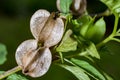 Ripe ground cherry