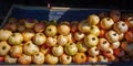 Ripe group pomegranate fruit on market in Morocco