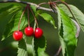 Ripe growing cherries