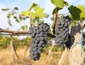 Ripe growing grapes closeup