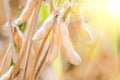 Ripe growing soybeans