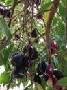 Ripe guava fruit on the tree